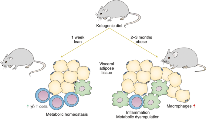 Following a keto diet leads to a decrease in gamma delta immune T cells and an increase in the number of macrophages in adipose tissue
